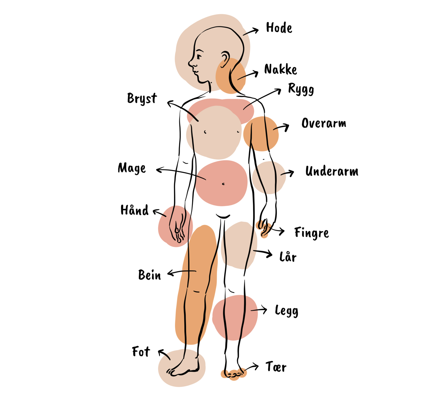 Kroppen KFUKKFUMspeiderne